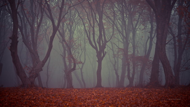 Hoia Baciu haunted forest